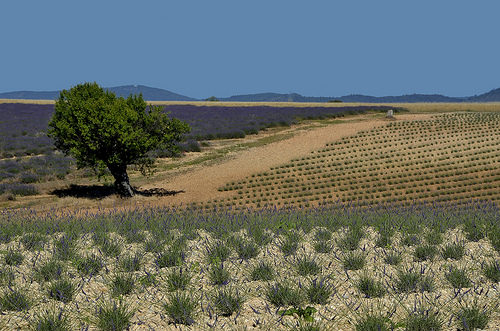 Plantations de lavandes de divers ages by christian.man12