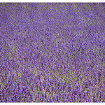 Valensole - papier peint de lavande par Manuel.A.69 - Valensole 04210 Alpes-de-Haute-Provence Provence France