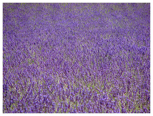 Valensole - papier peint de lavande by Manuel.A.69