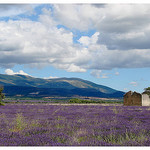 Le plateau de Valensole et sa lavande par Manuel.A.69 - Valensole 04210 Alpes-de-Haute-Provence Provence France