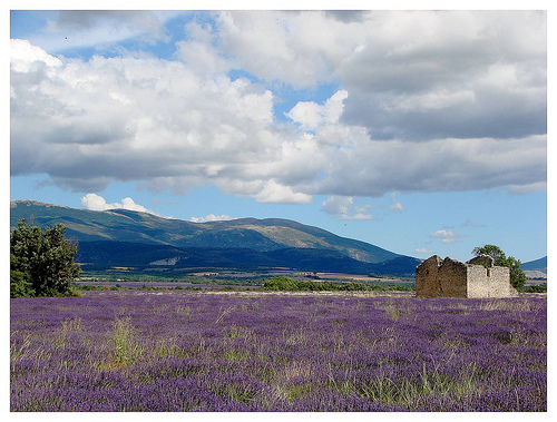 Le plateau de Valensole et sa lavande par Manuel.A.69