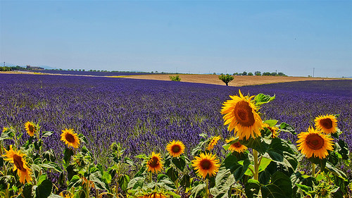 Champs de lavande et tournesol par Jean et Coco