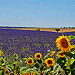 Champs de lavande et tournesol par Jean et Coco - Valensole 04210 Alpes-de-Haute-Provence Provence France