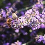 Partage - Abeilles au travail sur la lavande par leathomson83 - Valensole 04210 Alpes-de-Haute-Provence Provence France