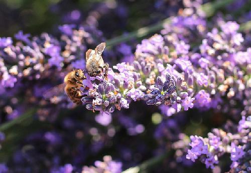 Partage - Abeilles au travail sur la lavande par leathomson83