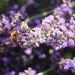 Partage - Abeilles au travail sur la lavande by leathomson83 - Valensole 04210 Alpes-de-Haute-Provence Provence France