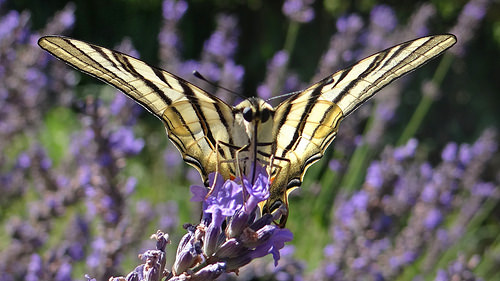 Scarce Swallowtail on lavender par GéCau