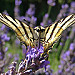 Scarce Swallowtail on lavender par GéCau - Valensole 04210 Alpes-de-Haute-Provence Provence France