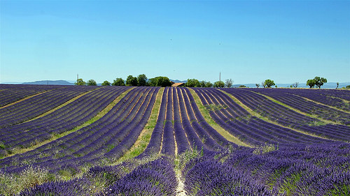 Lavander Art @ Valensole by Jean et Coco