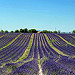 Lavander Art @ Valensole par Jean et Coco - Valensole 04210 Alpes-de-Haute-Provence Provence France