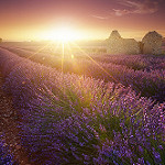 Magic Lavender - sunset on lavender field par jeanjoaquim - Valensole 04210 Alpes-de-Haute-Provence Provence France