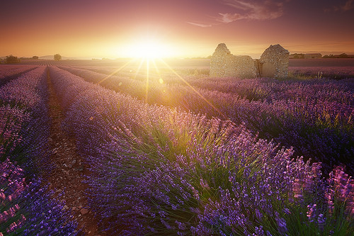 Magic Lavender - sunset on lavender field par jeanjoaquim