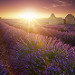 Magic Lavender - sunset on lavender field by jeanjoaquim - Valensole 04210 Alpes-de-Haute-Provence Provence France