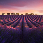 Entre rose et violet - Lavender fields in Provence (Valensole, France) par Beboy_photographies - Valensole 04210 Alpes-de-Haute-Provence Provence France