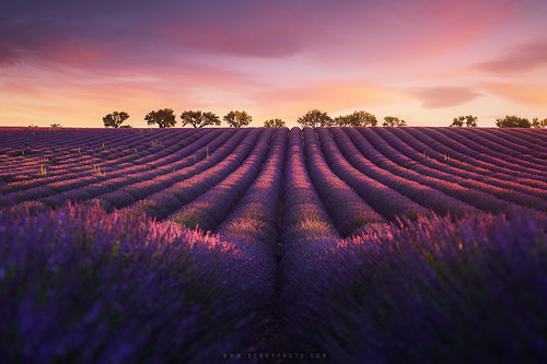 Entre rose et violet - Lavender fields in Provence (Valensole, France) by Beboy_photographies