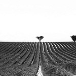 Geometry - Lines and silhouettes in Valensole - France by Ludo_M - Valensole 04210 Alpes-de-Haute-Provence Provence France