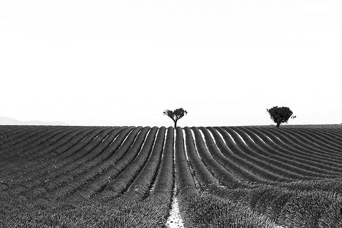 Geometry - Lines and silhouettes in Valensole - France by Ludo_M