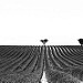 Geometry - Lines and silhouettes in Valensole - France by Ludo_M - Valensole 04210 Alpes-de-Haute-Provence Provence France