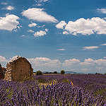 Les lavandes me parlent by Christian8340225 - Valensole 04210 Alpes-de-Haute-Provence Provence France