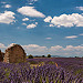 Les lavandes me parlent par Christian8340225 - Valensole 04210 Alpes-de-Haute-Provence Provence France