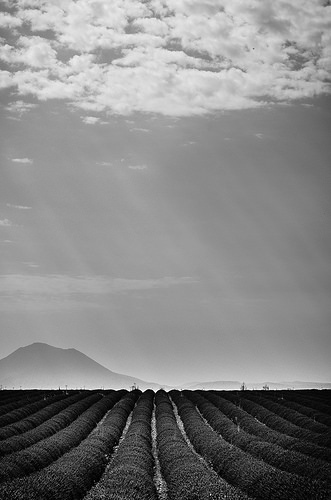 Plateau de Valensole en noir et blanc by Stéphan Wierzejewski