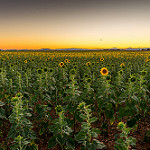 Les tournesols vont se coucher... bonne nuit ! by Sam Azln - Valensole 04210 Alpes-de-Haute-Provence Provence France