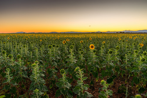 Les tournesols vont se coucher... bonne nuit ! by Sam Azln