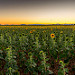 Les tournesols vont se coucher... bonne nuit ! par Sam Azln - Valensole 04210 Alpes-de-Haute-Provence Provence France