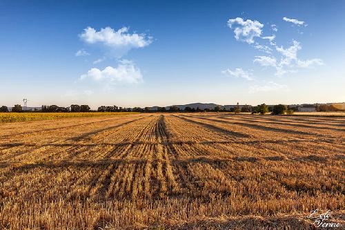 Champs moissonnés à Valensole by lolotorino