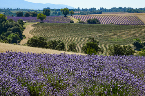 Rolling Fields of Lavender par Jonathan Sharpe, Photographer