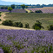 Rolling Fields of Lavender by Jonathan Sharpe, Photographer - Valensole 04210 Alpes-de-Haute-Provence Provence France