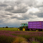 Lavender's harvest time by piautel - Valensole 04210 Alpes-de-Haute-Provence Provence France