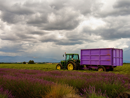 Lavender's harvest time by piautel