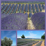 Plateau de Valensole par Margotte apprentie naturaliste 2 - Valensole 04210 Alpes-de-Haute-Provence Provence France