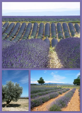 Plateau de Valensole by Margotte apprentie naturaliste 2