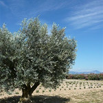 Plateau de Valensole : Olivier, laurier, lavande... par Margotte apprentie naturaliste 2 - Valensole 04210 Alpes-de-Haute-Provence Provence France