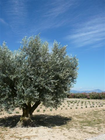 Plateau de Valensole : Olivier, laurier, lavande... par Margotte apprentie naturaliste 2