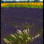 Contrastes de couleurs du sud à Valensole by Patchok34 - Valensole 04210 Alpes-de-Haute-Provence Provence France