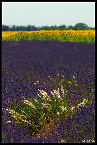 Contrastes de couleurs du sud à Valensole par Patchok34