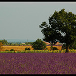 Couleurs de Valensole by Patchok34 - Valensole 04210 Alpes-de-Haute-Provence Provence France