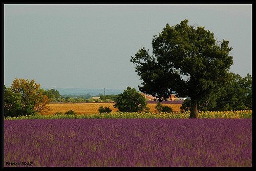 Couleurs de Valensole by Patchok34