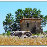 Ballots de foin en Provence par CHRIS230*** - Valensole 04210 Alpes-de-Haute-Provence Provence France