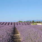 Alignements de lavande - Valensole par Charlottess - Valensole 04210 Alpes-de-Haute-Provence Provence France