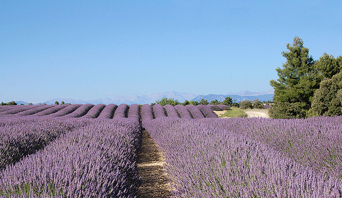 Alignements de lavande - Valensole par Charlottess