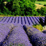 Valensole en violet par Mati* - Valensole 04210 Alpes-de-Haute-Provence Provence France