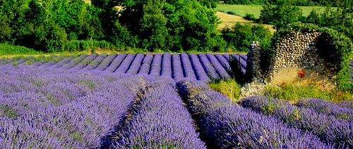 Valensole en violet par Mati*