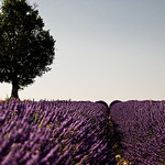 July purple morning in Provence par shiningarden - Valensole 04210 Alpes-de-Haute-Provence Provence France