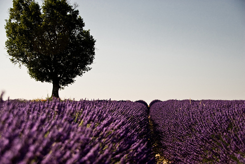 July purple morning in Provence by shiningarden