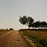 Summer Road in Provence par MartaF. - Valensole 04210 Alpes-de-Haute-Provence Provence France