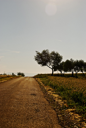 Summer Road in Provence by MartaF.